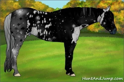 Horse Color:ERROR: UNKNOWN ANOMALY
