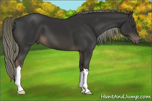 Horse Color:Liver Chestnut