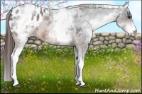 Horse Color:White Spotted Brown Roan Blanket Rabicano