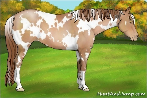 Horse Color:White Spotted Bay Pearl 