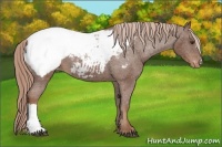 Horse Color:Chestnut Appaloosa