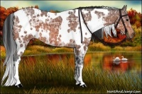 Horse Color:White Spotted Bay Ice
