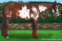 Horse Color:White Spotted Bay Frame 