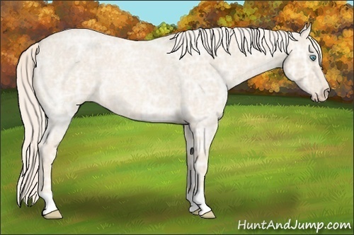 Horse Color:Cremello Ice Roan