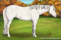 Horse Color:Cremello Ice Roan 