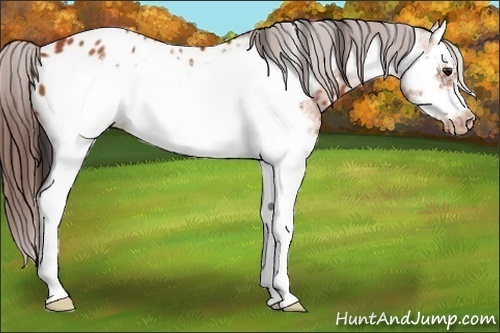 Horse Color:Bay Roan Splash Frame Appaloosa 