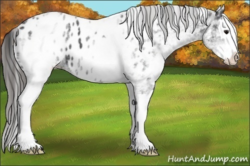 Horse Color:White Spotted Black Splash Appaloosa 
