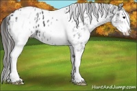 Horse Color:White Spotted Black Splash Appaloosa 