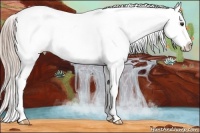 Horse Color:White Spotted Chocolate Palomino Appaloosa Rabicano 