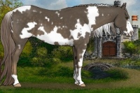 Horse Color:White Spotted Chocolate Palomino Frame 