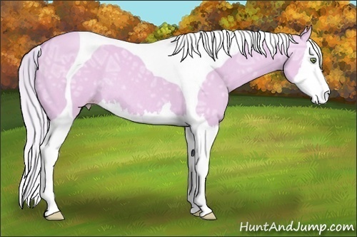 Horse Color:Watercolor Silver Amber Champagne Ice Dun Splash Tobiano Rabicano 
