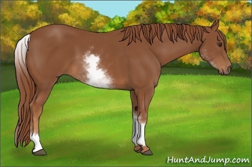 Horse Color:White Spotted Chestnut