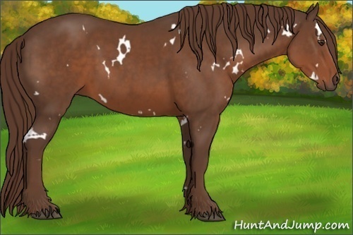 Horse Color:White Spotted Liver Chestnut Sabino