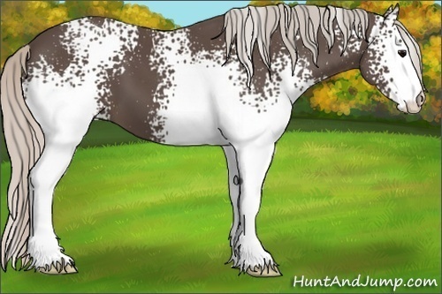 Horse Color:White Spotted Silver Black
