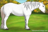 Horse Color:White Spotted Smoky Blue Roan Appaloosa 
