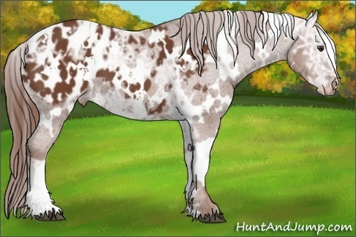 Horse Color:White Spotted Chestnut Ice Appaloosa 