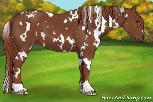 Horse Color:White Spotted Chestnut