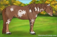 Horse Color:Chestnut Ice 