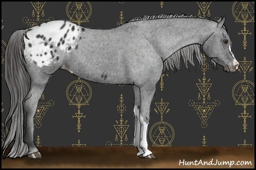 Horse Color:Liver Chestnut Appaloosa 