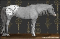 Horse Color:Liver Chestnut Appaloosa