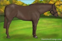 Horse Color:Liver Chestnut Frame 