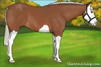 Horse Color:Silver Bay Splash 