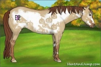 Horse Color:Red Dun Frame Rabicano 