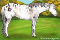 Horse Color:White Spotted Bay Onyx Appaloosa