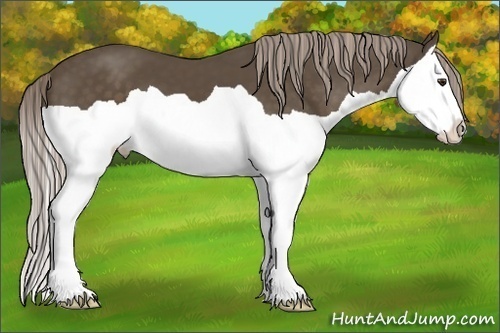 Horse Color:Chocolate Palomino Splash