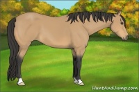 Horse Color:Buckskin 