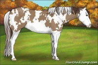 Horse Color:White Spotted Liver Red Dun Splash