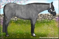Horse Color:Blue Roan Rabicano 