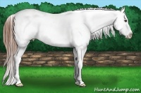 Horse Color:Red Dun Roan Frame Appaloosa 