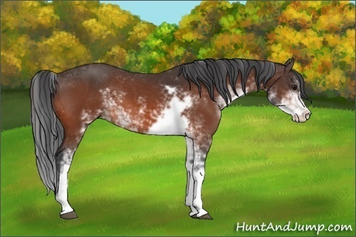 Horse Color:Bay Sabino 