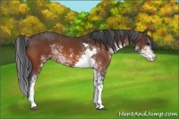 Horse Color:Bay Sabino 