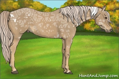Horse Color:White Spotted Palomino Ice 