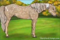 Horse Color:White Spotted Palomino Ice 