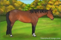 Horse Color:Bay Sabino
