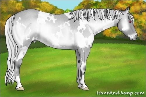 Horse Color:White Spotted Silver Bay Chinchilla Roan Onyx