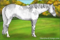 Horse Color:White Spotted Silver Bay Chinchilla Roan Onyx