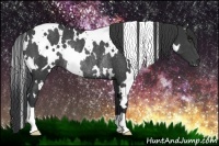 Horse Color:White Spotted Black Rabicano 