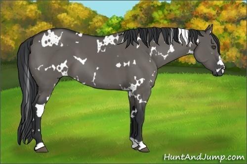 Horse Color:White Spotted Grullo 