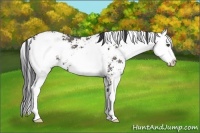 Horse Color:Grullo Sabino