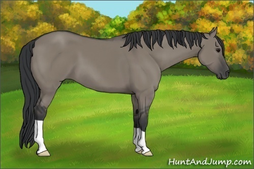 Horse Color:Grullo