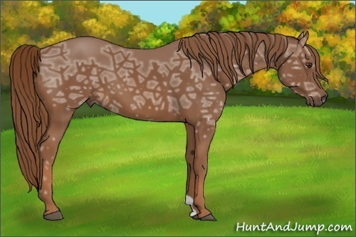 Horse Color:Chestnut Ice 