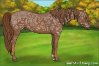 Horse Color:Chestnut Ice 
