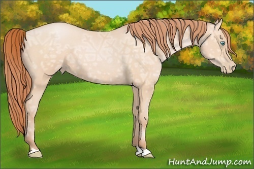 Horse Color:Buckskin Ice Pearl 