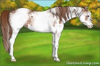 Horse Color:White Spotted Chestnut 