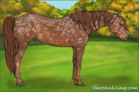 Horse Color:Chestnut Ice 