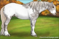 Horse Color:Liver Chestnut Sabino Frame Appaloosa 